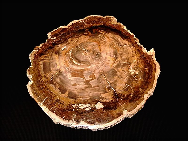 Verst. Holz